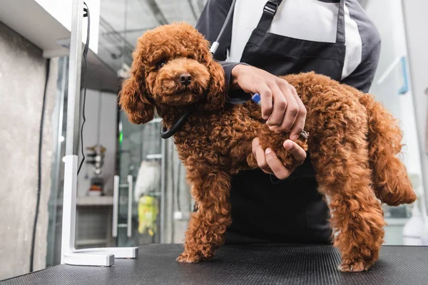 Vue Recadrée Toiletteur Afro Américain Coupant Des Griffes Caniche Sur — Photo