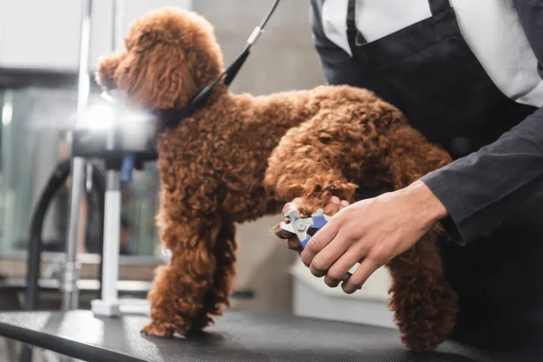 Vista Parcial Del Peluquero Afroamericano Cortando Garras Perro Salón — Foto de Stock