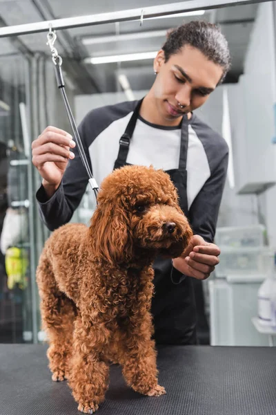 Afro-Amerikan evcil hayvan kuaförünün yanında duran kahverengi kaniş.