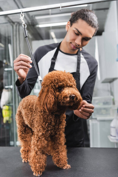 коричневый пудель, стоящий на столе для ухода за волосами рядом с молодым африканским парикмахером