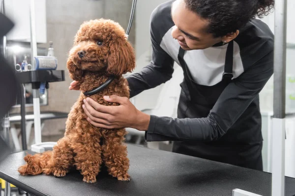 Joven Afroamericano Peluquero Acariciando Caniche Sentado Mesa Aseo Salón Mascotas — Foto de Stock