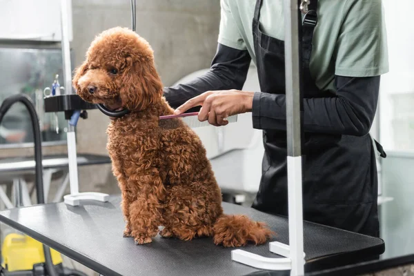 Partial View African American Groomer Apron Brushing Brown Poodle Comb — Stock Photo, Image