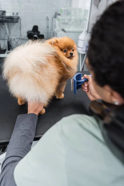 Levágott Kilátás Afro Amerikai Ápoló Gazdaság Slicker Ecset Közelében Pomeranian — Stock Fotó