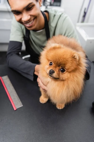 Divertido Spitz Mirando Cámara Cerca Peine Peluquería Mascotas Afroamericanas Salón — Foto de Stock