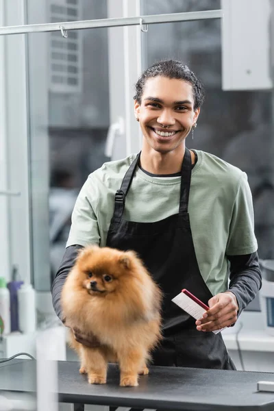African American Groomer Apron Holding Comb Pomeranian Spitz Pet Barbershop — Stok Foto