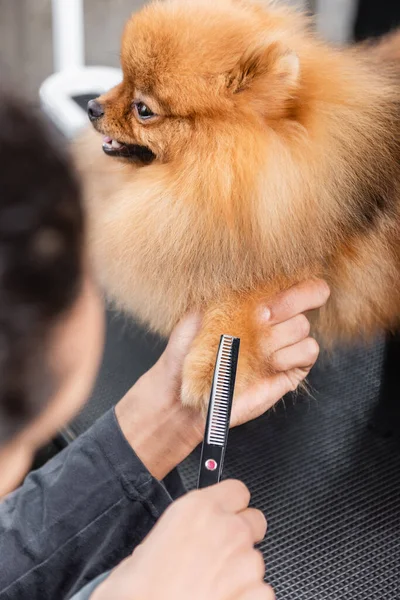 Vista Cortada Groomer Americano Africano Com Tesoura Perto Spitz Pomeranian — Fotografia de Stock