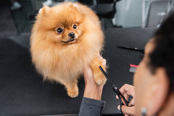 частичный взгляд на размытый африканский американец, ухаживающий за померанским шпицем