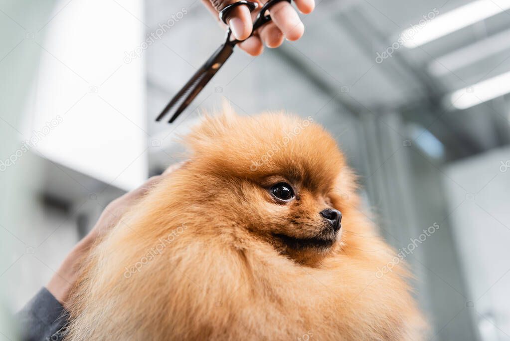 cropped view of african american groomer holding scissors near pomeranian spitz