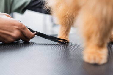 Afro-Amerikan tımarcısının tüylü köpeğin patisini keserken çekilmiş görüntüsü.