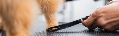 Afro-Amerikan kuaförünün tüylü köpek ve afişin yanında makaslı görüntüsü.