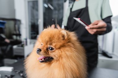 Kürklü Pomeranian Spitz, bulanık arka planda kesilmiş Afrika kökenli Amerikan tımarcısı.