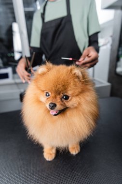 Komik Pomeranian Spitz bulanık Afro-Amerikan tımarcısının yakınındaki kameraya bakıyor.