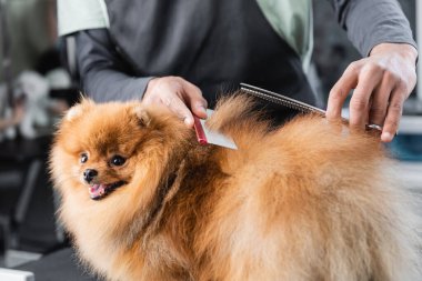 Kürklü Pomeranian Spitz 'in saçını kesen Afro-Amerikan kuaför manzarası.