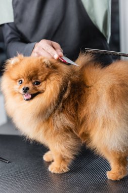 Afrikalı Amerikalı tımarcının Pomeranian Spitz 'in saçını keserken kısmi görüntüsü
