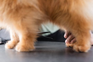 Afro-Amerikan kuaförünün bulanık ön planda pofuduk köpeğin yanında görüntüsü.