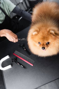 Kürklü Pomeranian Spitz. Afro-Amerikan kuaförü ve masadaki aletlerin yanında.