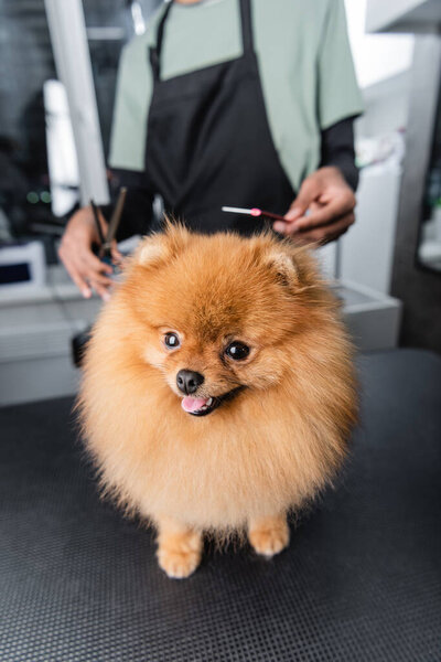Смешной померанский шпиц смотрит в камеру рядом с размытым африканским грумером