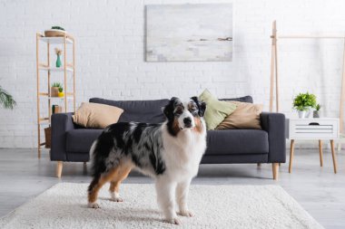 Avustralya çoban köpeği modern oturma odasında halının üzerinde duruyor.