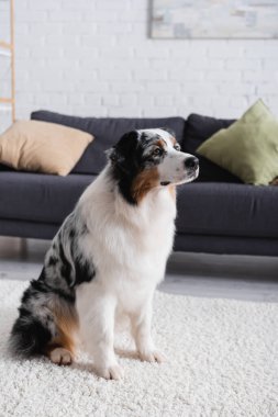 Avustralya çoban köpeği oturma odasında halıda oturuyor.