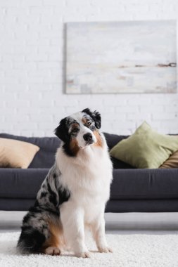 australian shepherd dog sitting on carpet and looking at camera in living room clipart