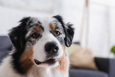 close up of australian shepherd dog looking at camera clipart