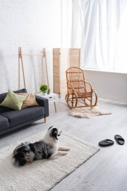 Avustralya çoban köpeği modern oturma odasında halının üzerinde yatıyor.