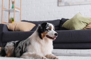 Avustralya çoban köpeği modern oturma odasındaki kanepenin yanında yatıyordu.