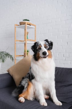 Avustralya çoban köpeği oturma odasında kanepede oturuyor.