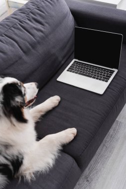 Avustralyalı çoban köpeğinin boş ekranla dizüstü bilgisayara baktığı yüksek açı görüntüsü