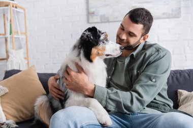 Kanepede Avustralyalı çoban köpeğine sarılan neşeli sakallı adam.