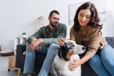 Avustralyalı çoban köpeğini kucaklayan neşeli genç kadın, erkek arkadaşının yanında. 