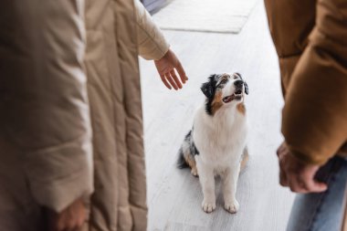 Avustralya çoban köpeğinin yanında uzanmış bir kadın manzarası.
