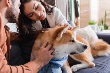 pleased young couple petting akita inu dog at home clipart