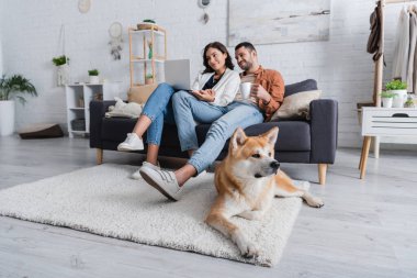 Genç serbest çalışan gülümseyen, erkek arkadaşının yanında bardakla dizüstü bilgisayar kullanan akita inu dog 'un yanındaki koltukta oturan.