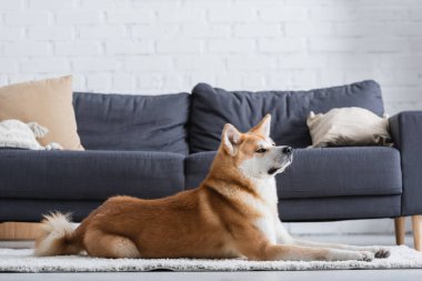 akita inu dog lying on carpet near couch in modern living room clipart