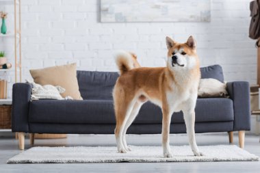 Modern oturma odasında halının üzerinde duran akita inu dog.