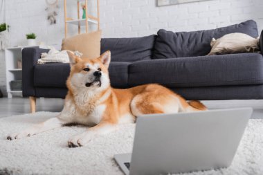 Modern oturma odasındaki dizüstü bilgisayarın yanındaki halıda yatan köpek.