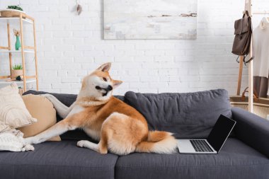 Modern oturma odasındaki dizüstü bilgisayarın yanında oturan akita inu dog.