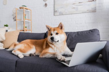Modern oturma odasındaki dizüstü bilgisayarın yanında oturan köpek.
