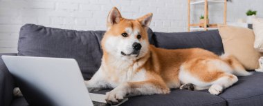 Modern oturma odasında dizüstü bilgisayarın yanındaki koltukta oturan akita inu dog, afiş.