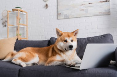 Akita Inu köpeği modern oturma odasındaki dizüstü bilgisayarın yanında yatıyordu.