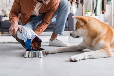 Mutlu adamın akita inu dog 'un yanındaki kaseye evcil hayvan yiyeceği koyduğu görüntüler.