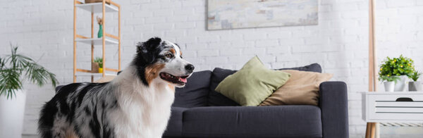 australian shepherd dog looking away in living room, banner