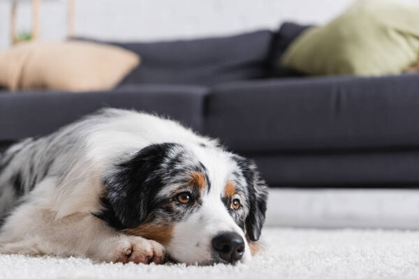 australian shepherd dog lying on carpet near couch