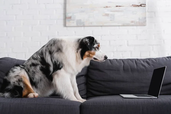 Avustralya Çoban Köpeği Kanepede Dizüstü Bilgisayara Bakıyor — Stok fotoğraf