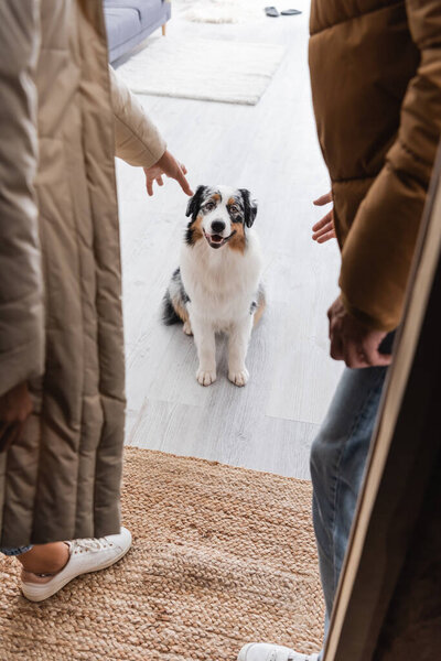 cropped view of couple with outstretched hands near australian shepherd dog
