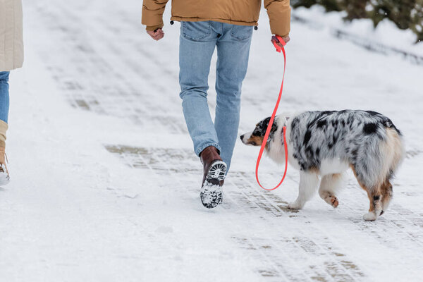 cropped view of man and woman strolling with australian shepherd dog
