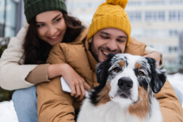 australian shepherd dog near happy couple in winter 