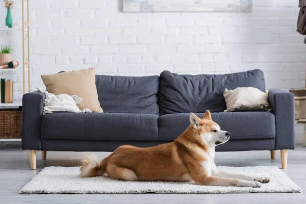 Modern oturma odasındaki halının üzerinde yatan akita inu dog