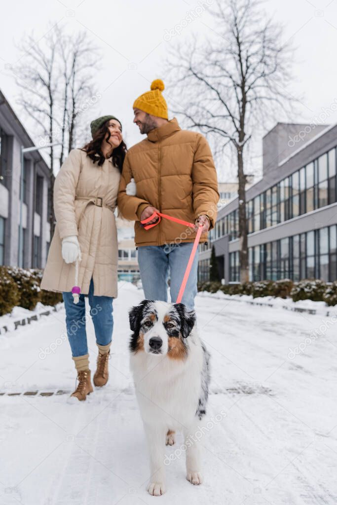 full length of blurred and happy couple in winter jackets and hats strolling with australian shepherd dog